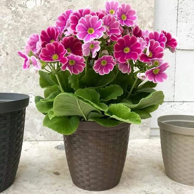 Vasos disponíveis no Recanto das Flores — opção 2